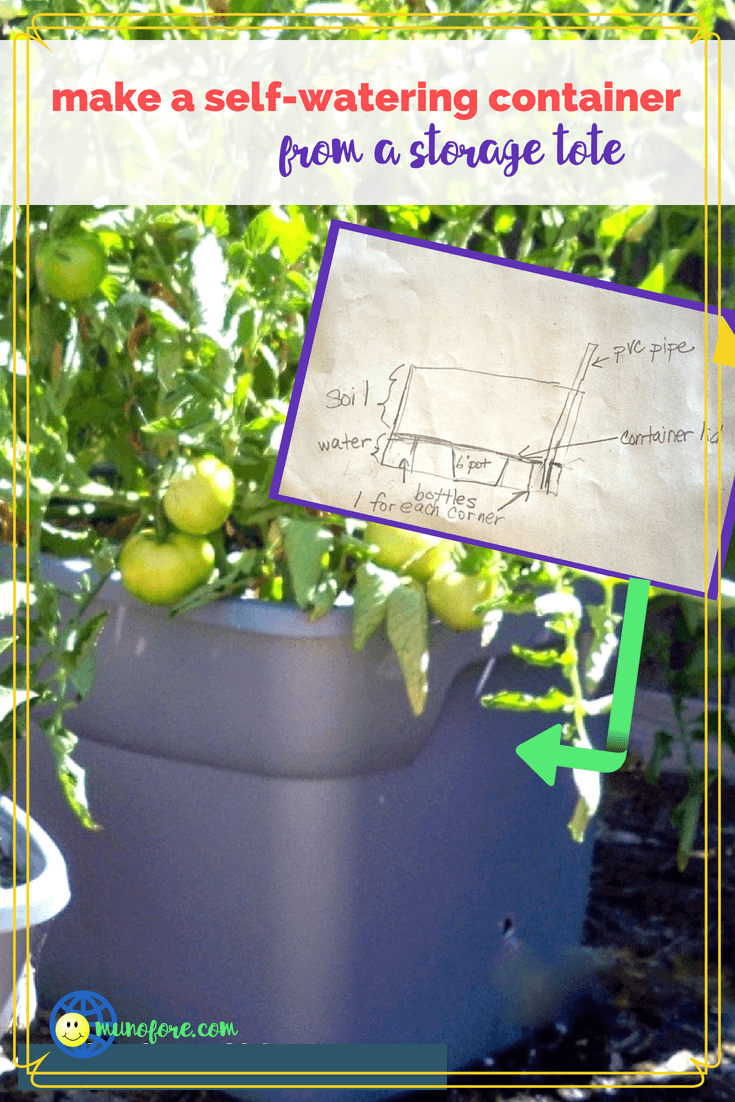 self watering container with large tomato plant growing in it