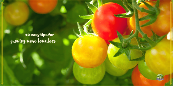 tomatoes on a vine with text overlay "10 easy tips for growing more tomatoes"