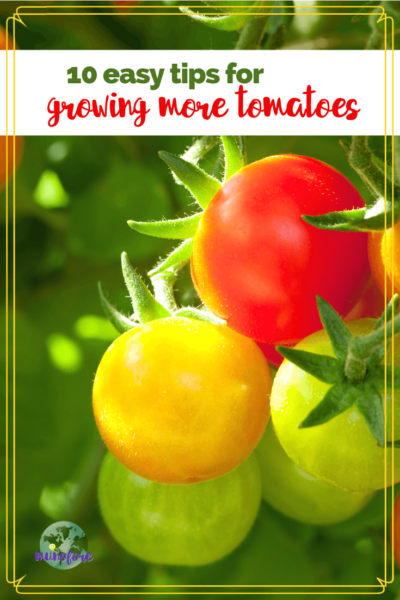 cherry tomatoes on the vine with text overlay"10 easy tips for growing more tomatoes"