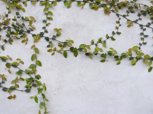 vines growing on an outdoor wall