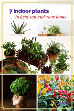 Adding indoor plants to your environment can reduce toxins and increase fresh air and create tranquility. These plants also provide added health benefits for you. #indoorplants #healthyplants #healingplants #medicinalplants #indoorgardening #muoforeblog