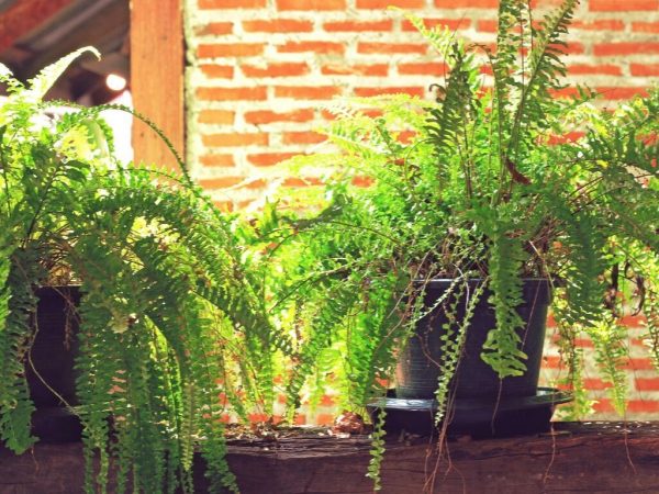 indoor fern plants