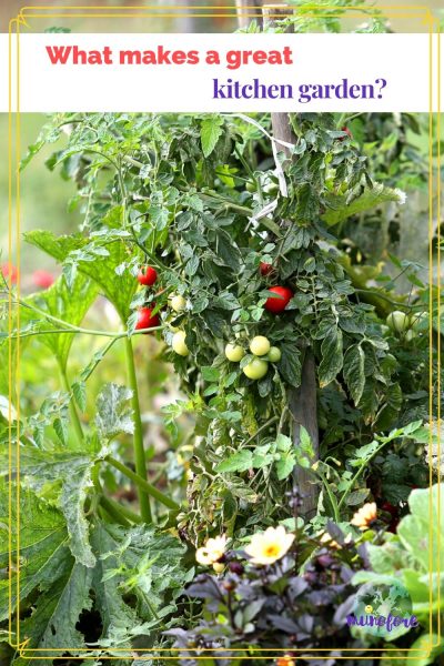 close up of a tomato in a kitchen garden