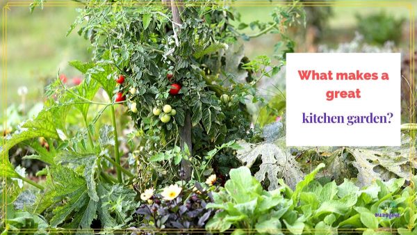 close up of a tomato in a kitchen garden