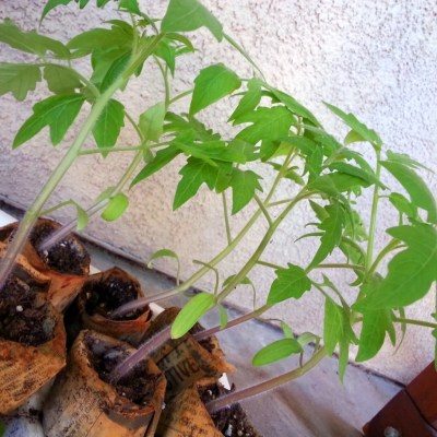 tomato seedlings ready to transplant