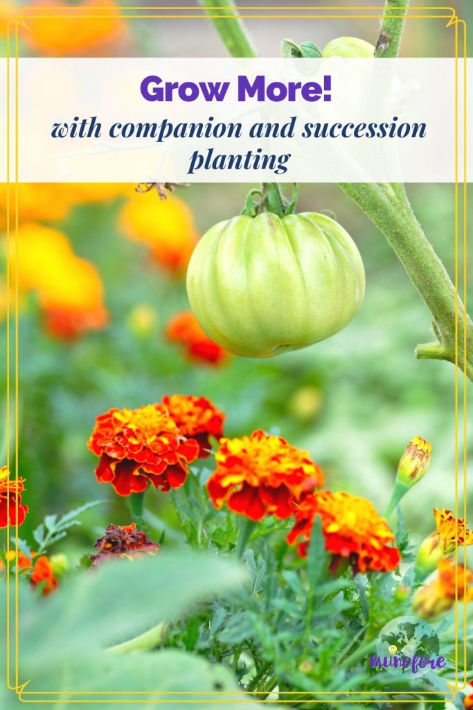 tomato planted with marigold and text overlay "Grow More with succession and companion planting"