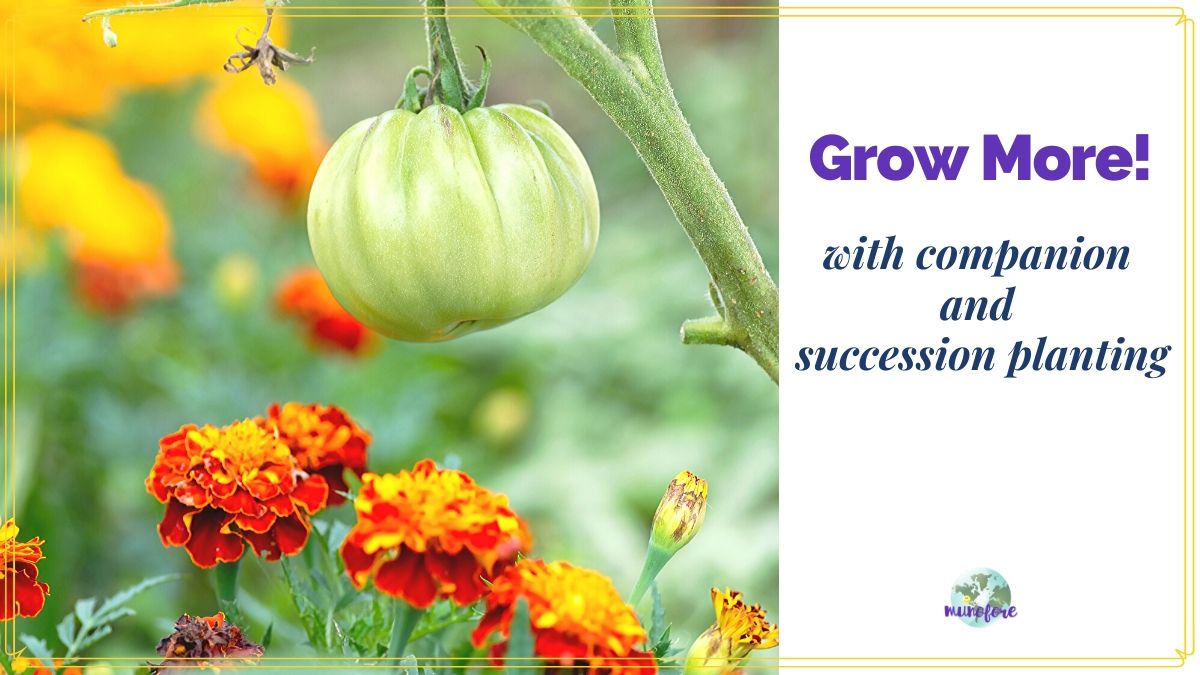 tomato planted with marigold and text overlay "Grow More with succession and companion planting"