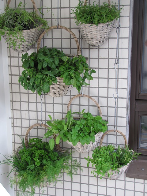 herbs in hanging baskets