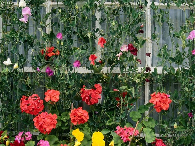 flower vines growing up wires or net