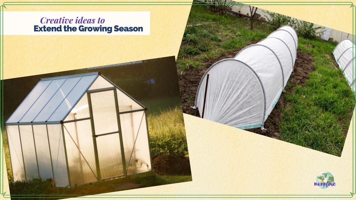collage of greenhouse and cold frames and text overlays "cretive ideas to extend the growing season"