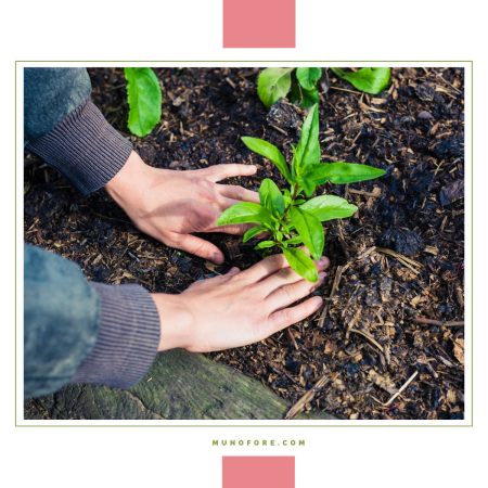 hands planting a plant with text overlay "How to Calculate When to Plant Your Garden"