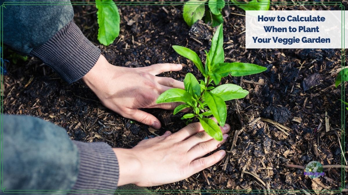 hands planting a plant with text overlay "How to Calculate When to Plant Your Garden"