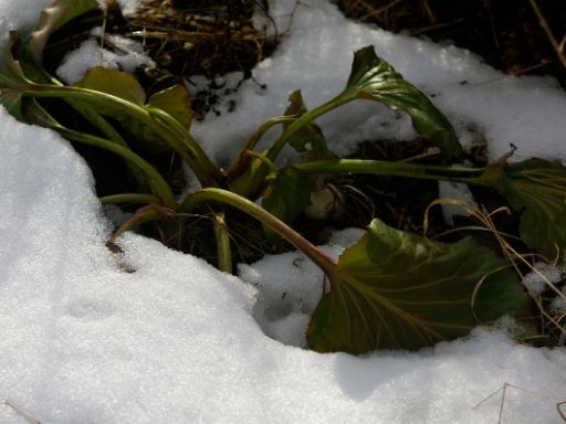 plant covered in snow
