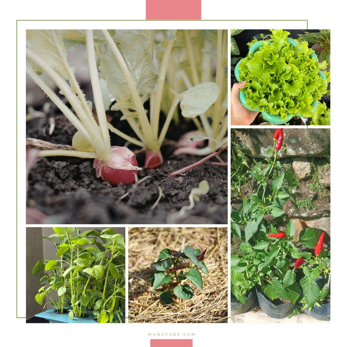 collage of five vegetables growing in containers